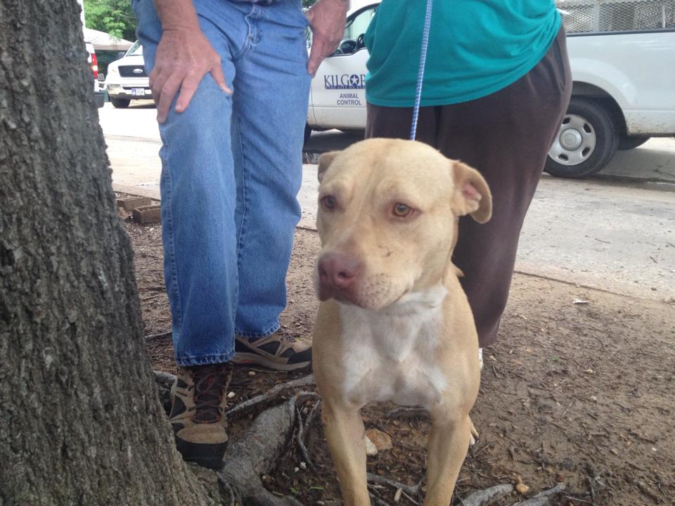 Dog with embedded collar facing being euthanized gets adopted cbs19.tv