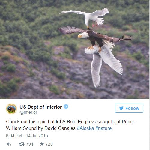 Photo shows epic battle between Bald Eagle, seagulls in Alaska