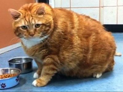 27 2024 pound cat