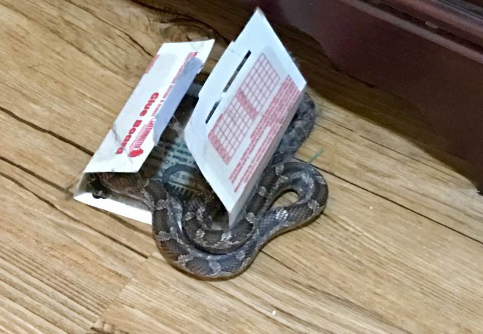 Live snake found stuck to sticky trap inside Texas home